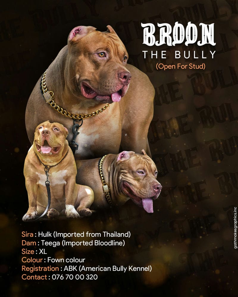 broon-the-bully-open-for-stud